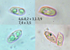 Pseudoomphalina kalchbrenneri