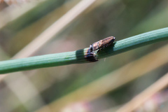 Anthaxia umbellatarum