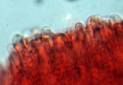 Pseudoomphalina kalchbrenneri