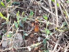 Cryptocheilus annulatus