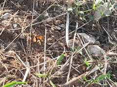 Cryptocheilus annulatus