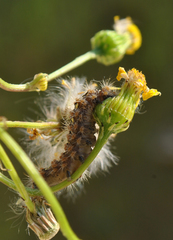 Euplagia quadripunctaria