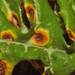 Puccinia galactitis - Photo (c) Joseba, some rights reserved (CC BY-NC), uploaded by Joseba