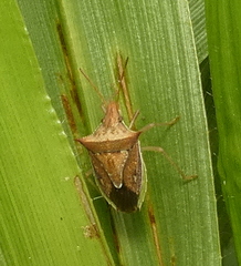 Diceraeus