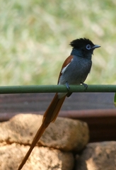 Terpsiphone viridis plumbeiceps