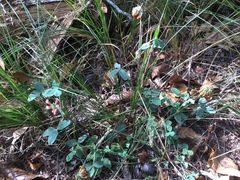 Trifolium reflexum