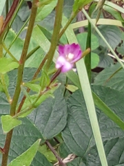 Epilobium obscurum