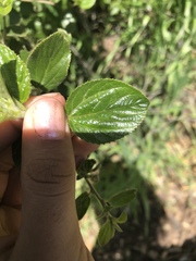 Ceanothus oliganthus
