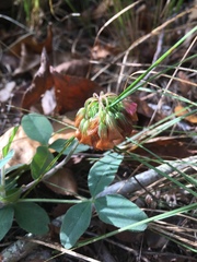 Trifolium reflexum