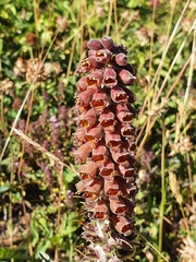 Digitalis parviflora