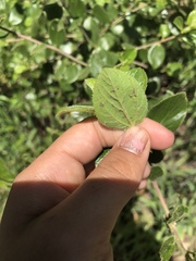 Ceanothus oliganthus