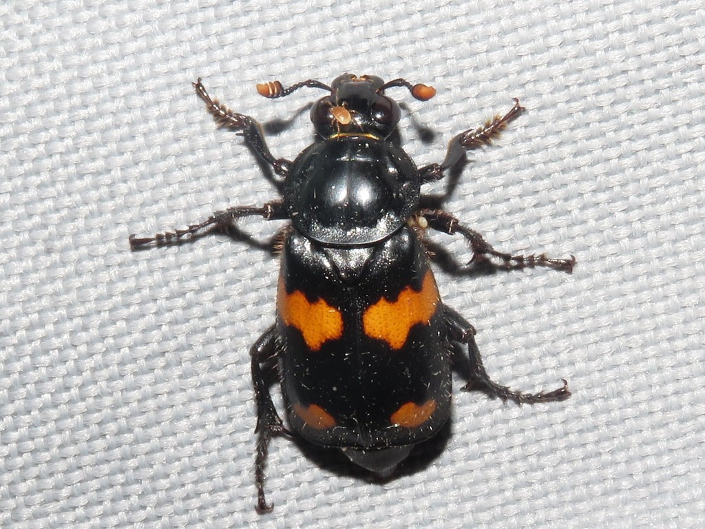 Roundneck Sexton Beetle
