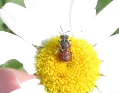 Holcopasites calliopsidis