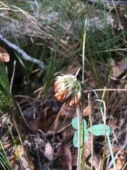 Trifolium reflexum