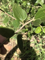Ceanothus oliganthus