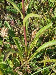 Digitalis parviflora
