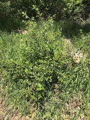 Ceanothus oliganthus