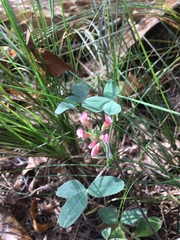 Trifolium reflexum