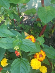 Atalopedes campestris