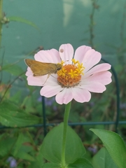 Atalopedes campestris