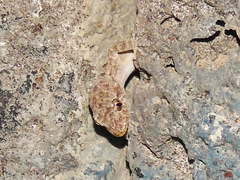 Mediodactylus heterocercus