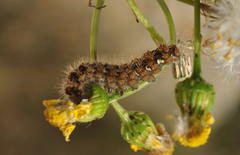 Euplagia quadripunctaria