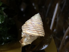 Calliostoma canaliculatum