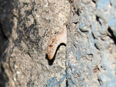 Mediodactylus heterocercus