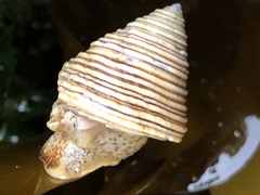Calliostoma canaliculatum