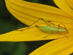 Oecanthus nigricornis