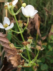 Sagittaria australis