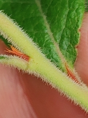 Vaccinium myrtilloides image