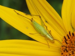 Oecanthus nigricornis