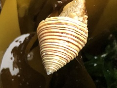 Calliostoma canaliculatum