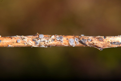 Pyrenopeziza benesuada