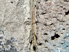 Mediodactylus heterocercus