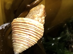 Calliostoma canaliculatum