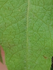 Vaccinium myrtilloides image