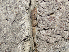 Mediodactylus heterocercus