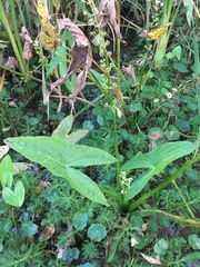 Sagittaria australis