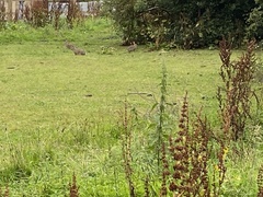 Oryctolagus cuniculus