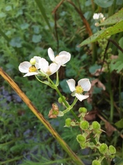 Sagittaria australis