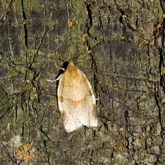 Choristoneura hebenstreitella