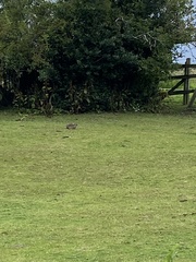 Oryctolagus cuniculus