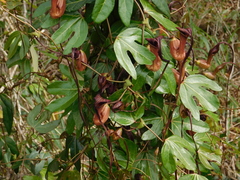 Aristolochia macroura