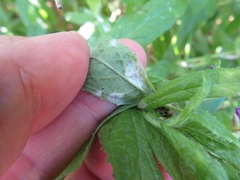 Podosphaera epilobii