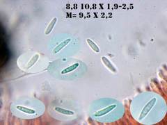 Pyrenopeziza benesuada