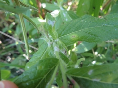 Podosphaera epilobii