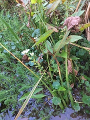 Sagittaria australis