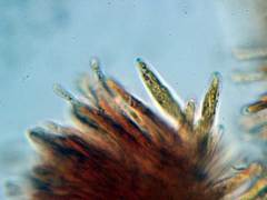 Pyrenopeziza benesuada